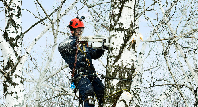 Арбористика 